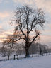 Tree Snow Sunrise G077_2001