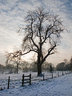Tree Snow Sunrise G077_2014