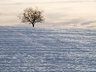 Tree in Snow G052_1432