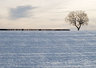 Tree in Snow G052_1433
