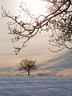 Tree in Snow G052_1439