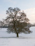 Tree Snow G077_2003