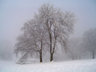 Trees In Snow S013_0908