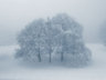 Trees In Snow S013_0909