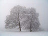 Trees In Snow S013_0911
