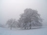 Trees In Snow S013_0912