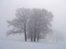Trees In Snow S013_0918