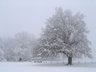 Trees In Snow S013_0925