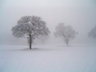 Trees In Snow S013_0962