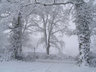 Trees In Snow S013_0944