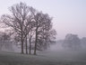 Trees In Mist G100_2436