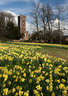 Willen Daffodils